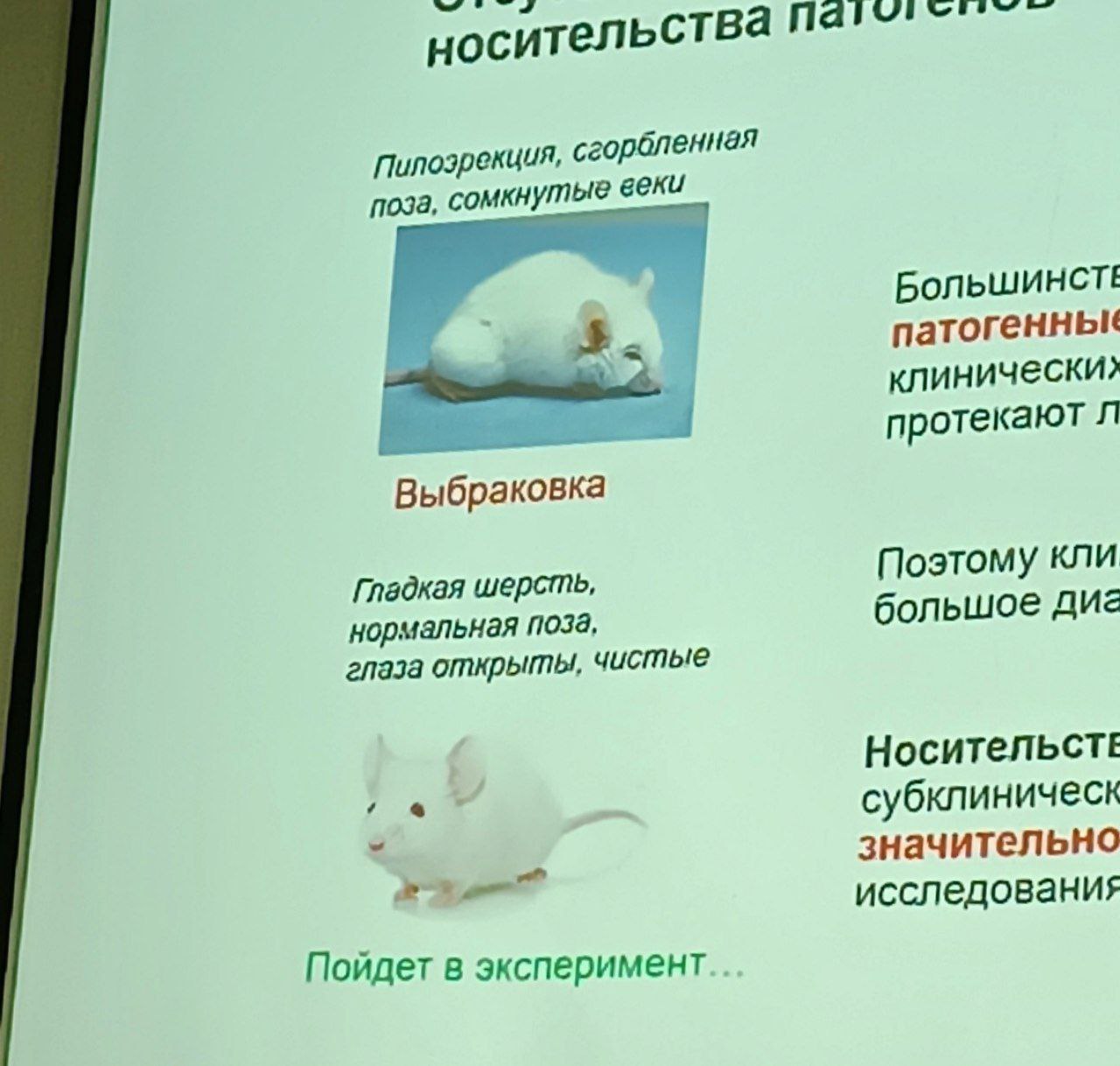 Мышь: Выбраковка или Пойдет в эксперимент Мем с двумя изображениями лабораторных мышей, одна из которых описывается как «Выбраковка», а другая как «Пойдет в эксперимент».