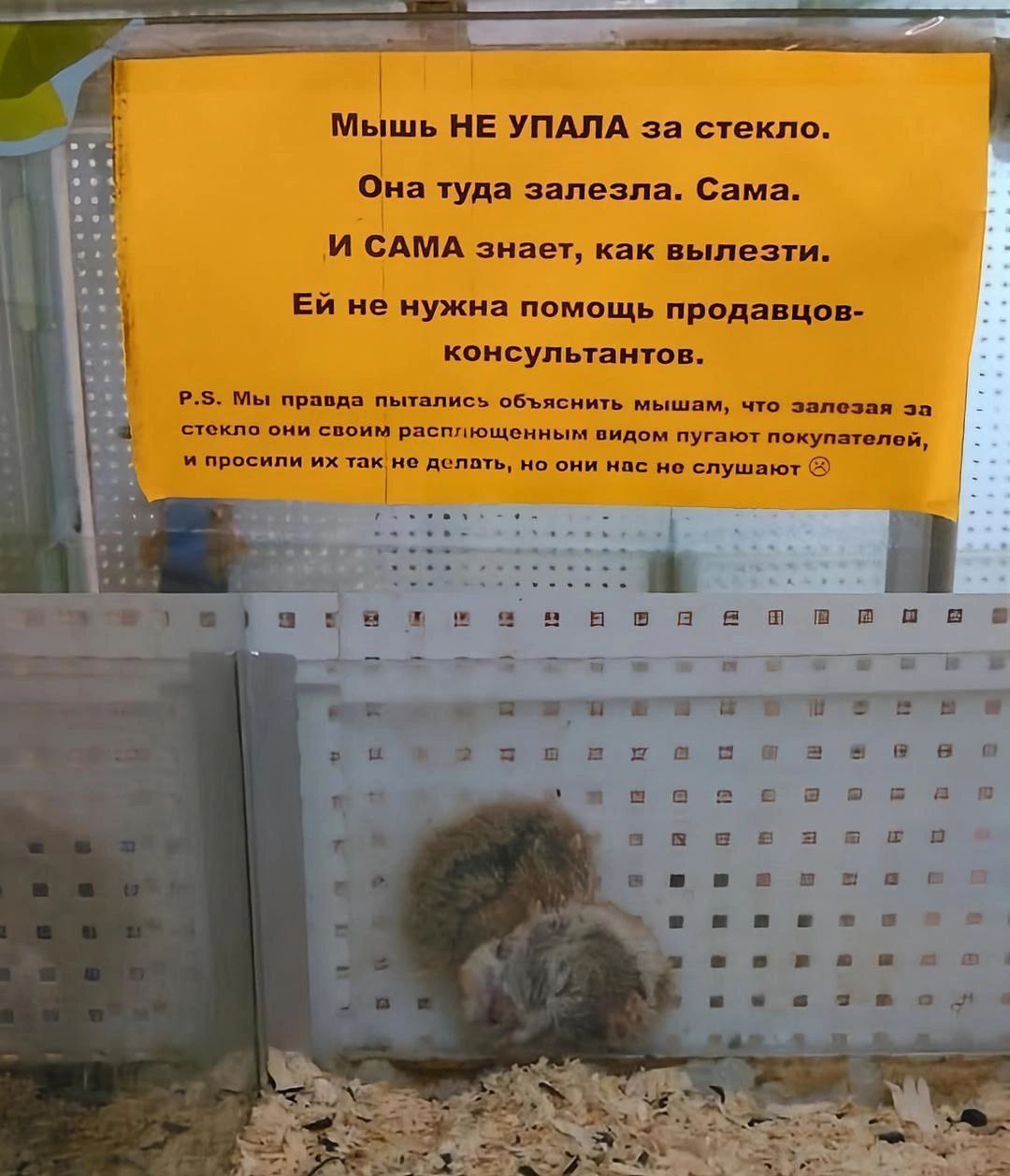 Мышь не упала за стекло, она сама туда залезла и сама вылезет, ей не нужна помощь консультантов