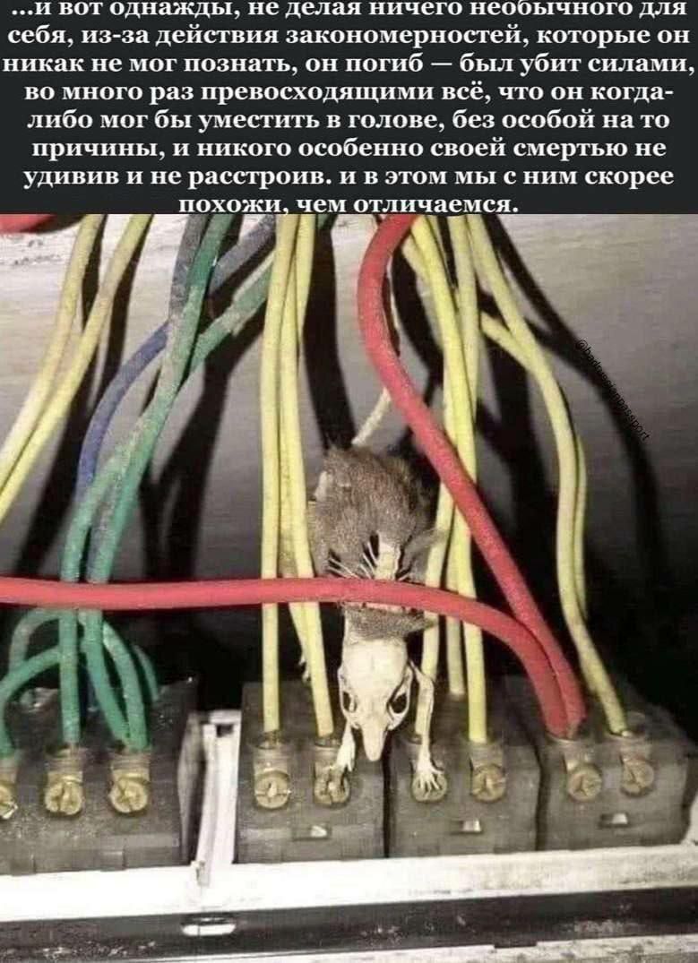 Мышь между проводами с текстом "И вот однажды" Мертвая мышь, застрявшая среди электрических проводов, с философским текстом.