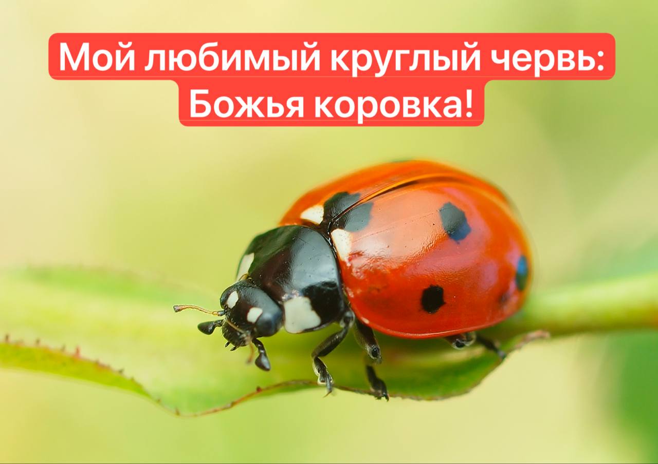 Божья коровка на листе с подписью «Мой любимый круглый червь: Божья коровка!»