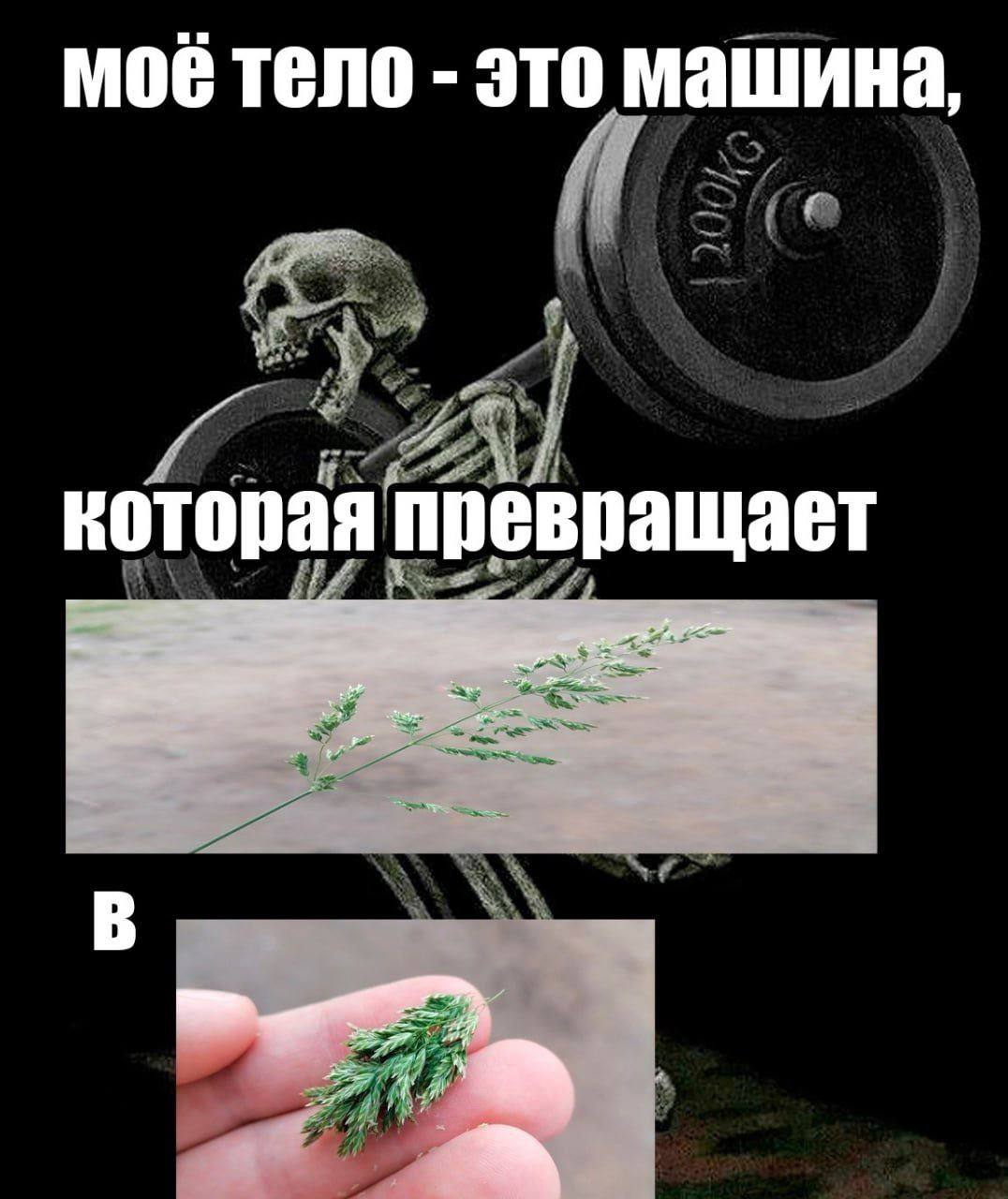 Моё тело - это машина Моё тело - это машина, которая превращает траву в обломок