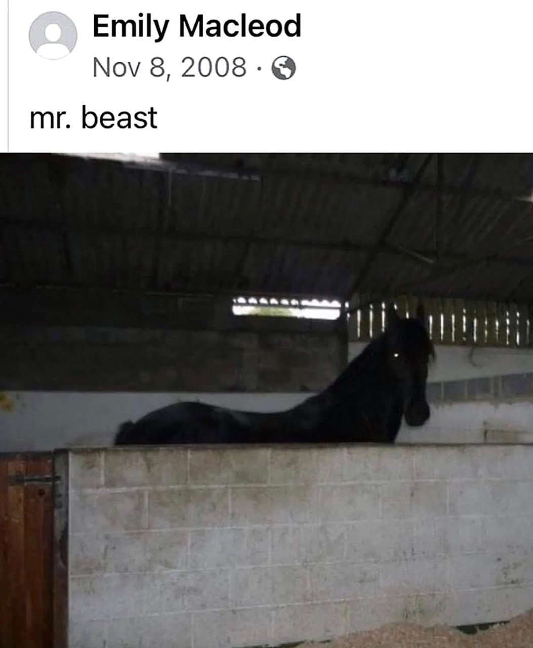 Mr. Beast лошадь Лошадь выглядывает из-за невысокой стены, как мистер Бист
