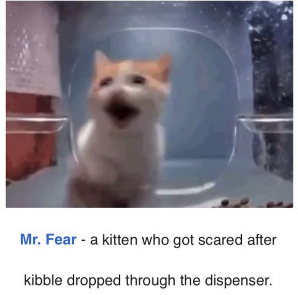 Mr. Fear — котёнок, который испугался, когда корм выпал из диспенсера Mr. Fear — котёнок, который испугался, когда корм выпал из диспенсера, и широко раскрыл рот от удивления или испуга.