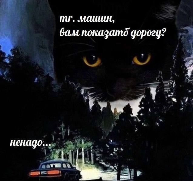 М-р машин, вам показать дорогу? Черный кот из темноты спрашивает у машины «м-р машин, вам показать дорогу?»