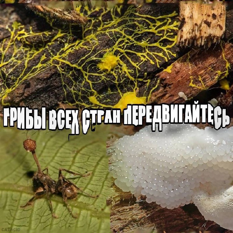 Грибы всех стран передвигайтесь Грибы всех стран, передвигайтесь