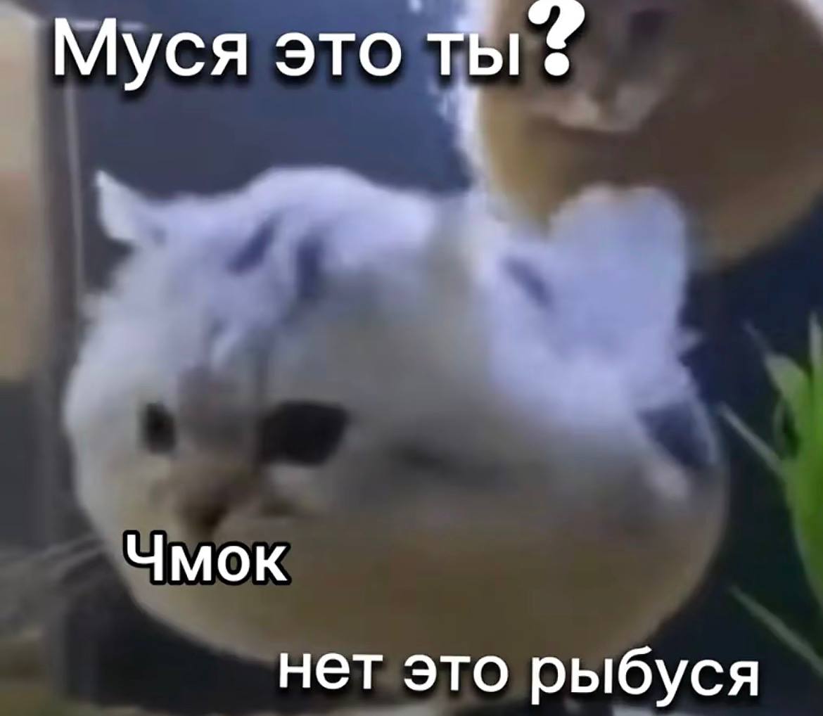 Размытая белая кошка отвечает на вопрос «Муся это ты?» неожиданной фразой: «Нет это рыбуса».