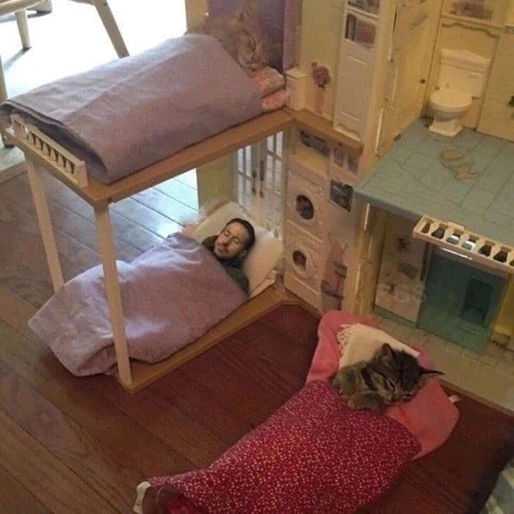 Мужчина и коты спят в кукольном домике Фотография мужчины и двух котов, спящих в миниатюрных кроватках кукольного домика.