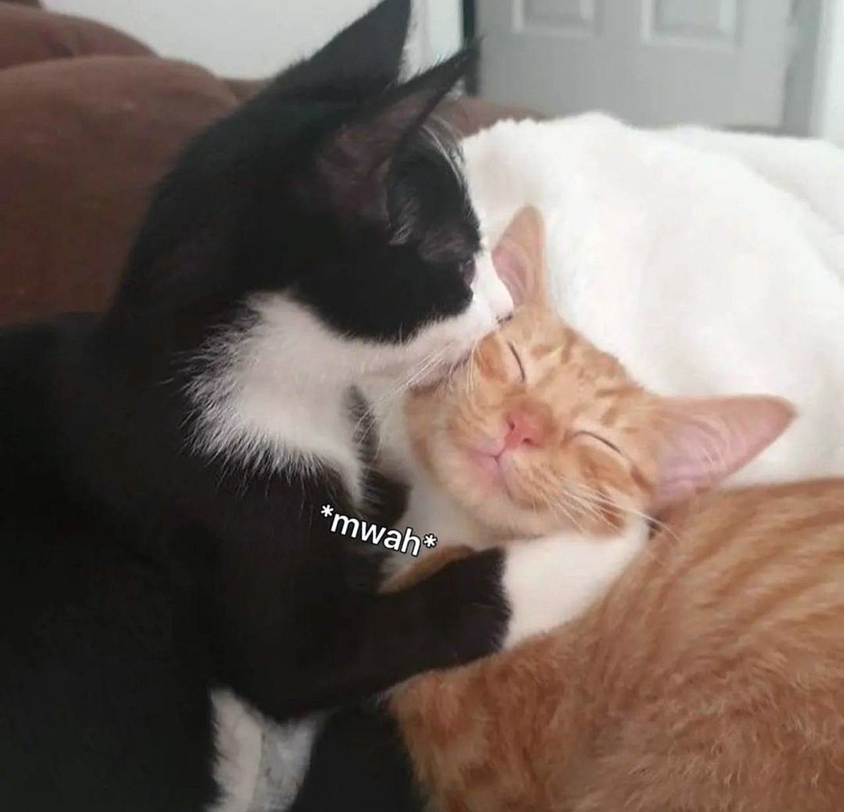 *Mwah* кошка целует кота *Mwah* кошка целует кота в щеку