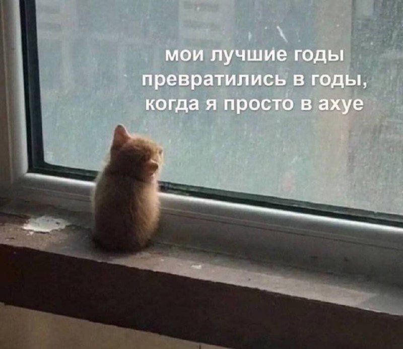 Мои лучшие годы превратились в годы, когда я просто в ахуе Мем с маленьким рыжим котенком, который сидит на подоконнике и смотрит в окно с надписью: «Мои лучшие годы превратились в годы, когда я просто в ахуе»