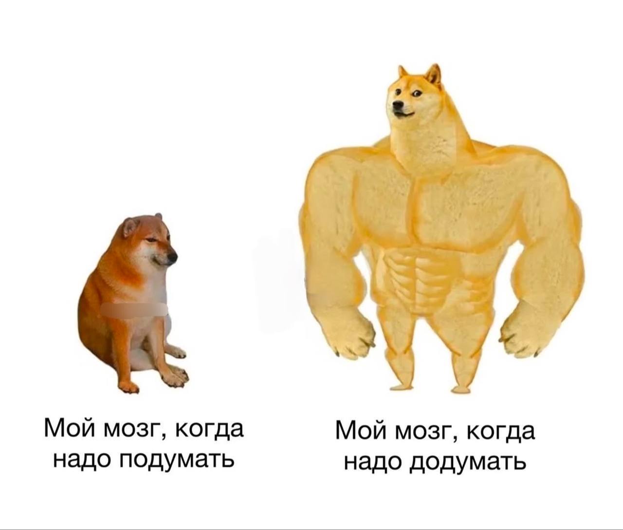 Мой мозг, когда надо подумать Мем с двумя сиба-ину, где слева обычная собака, а справа накачанная, иллюстрирующий разницу в работе мозга, когда надо подумать и когда надо додумать