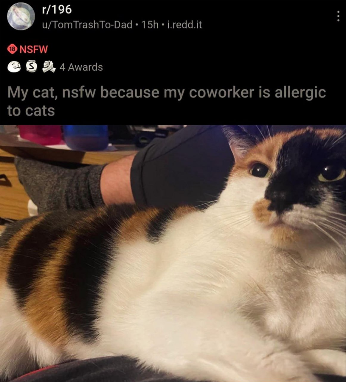Моя кошка, nsfw потому что у моего коллеги аллергия на кошек Фотография милой трехцветной кошки с надписью: "Моя кошка, nsfw потому что у моего коллеги аллергия на кошек".