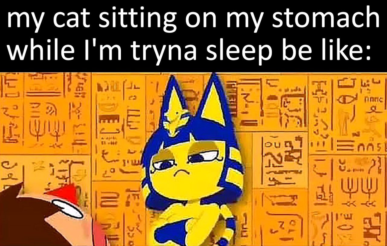My cat sitting on my stomach while I'm tryna sleep be like Моя кошка сидит на моем животе, пока я пытаюсь уснуть