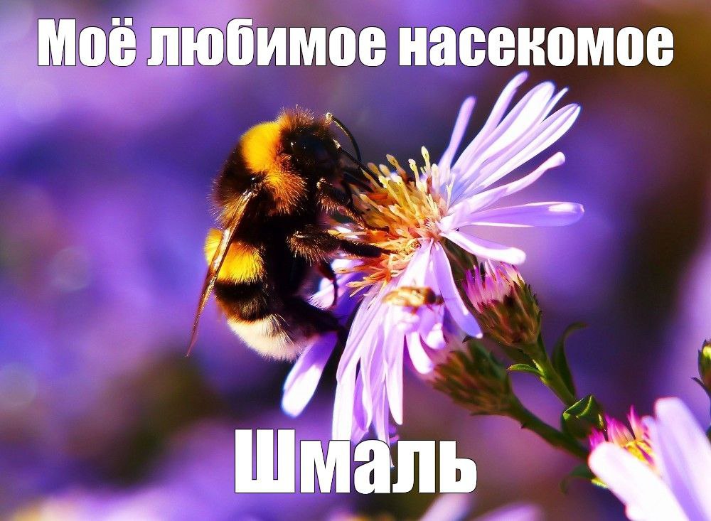 Моё любимое насекомое шмаль Моё любимое насекомое шмаль