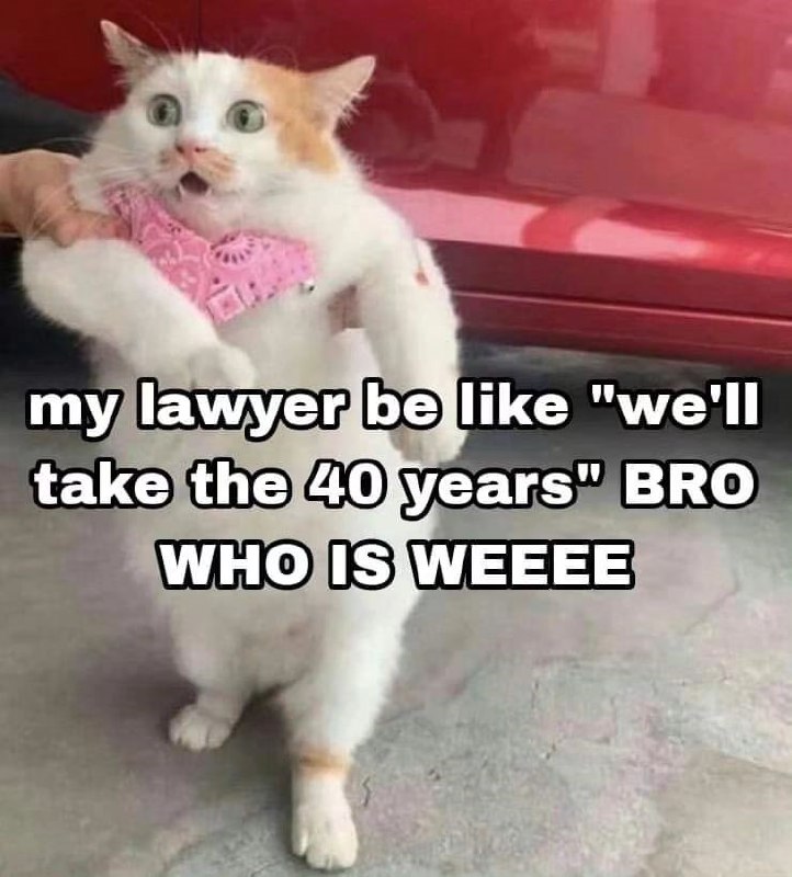My lawyer be like we’ll take the 40 years bro who is weee Мем с котом, который выглядит испуганным, в то время как чья-то рука держит его за подмышки. Кот на фото белый с рыжими пятнами и розовым ошейником.