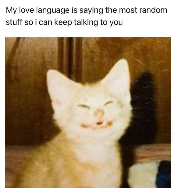 My love language is saying the most random stuff Мем с котом, который говорит «My love language is saying the most random stuff so i can keep talking to you»