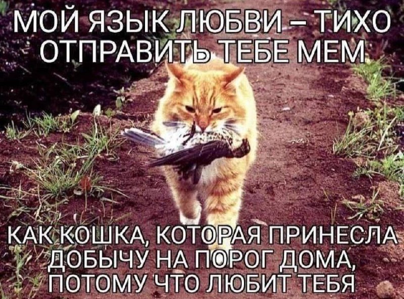 Мой язык любви тихо отправить тебе мем Рыжий кот, несущий птицу в зубах, изображает язык любви как отправку мемов.