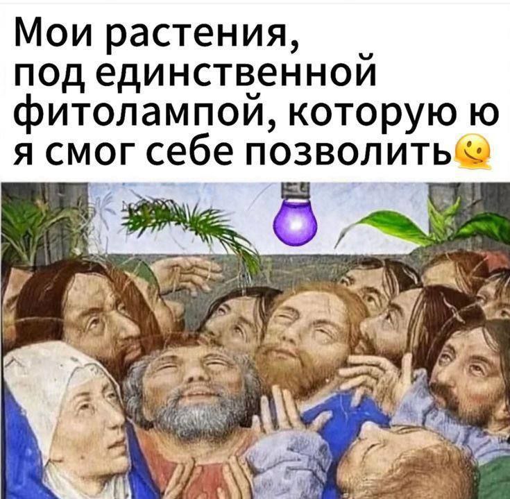 Мои растения, под единственной фитолампой, которую я смог себе позволить Мои растения под единственной фитолампой, которую я смог себе позволить