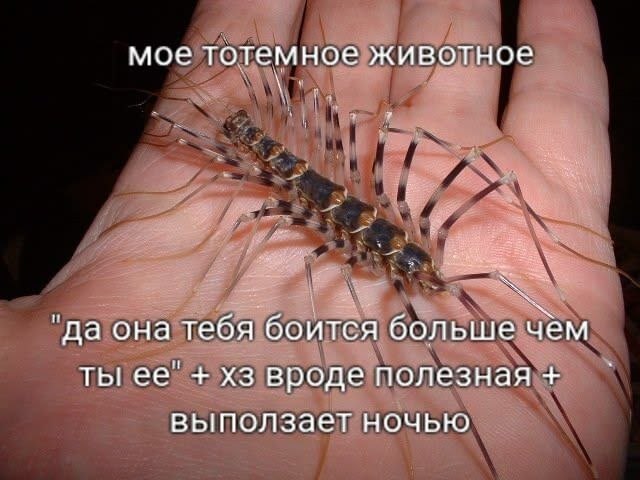 Паук-сенокосец на ладони с подписью о тотемном животном, которое боится человека, приносит пользу и выползает ночью.