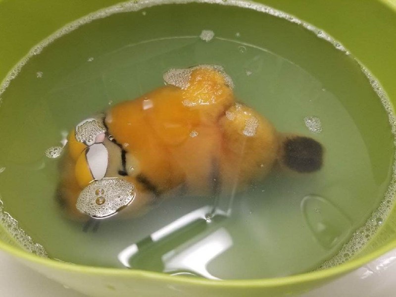 Мягкая игрушка в тазике с водой Мягкая игрушка лежит в тазике с водой, возможно, её стирают