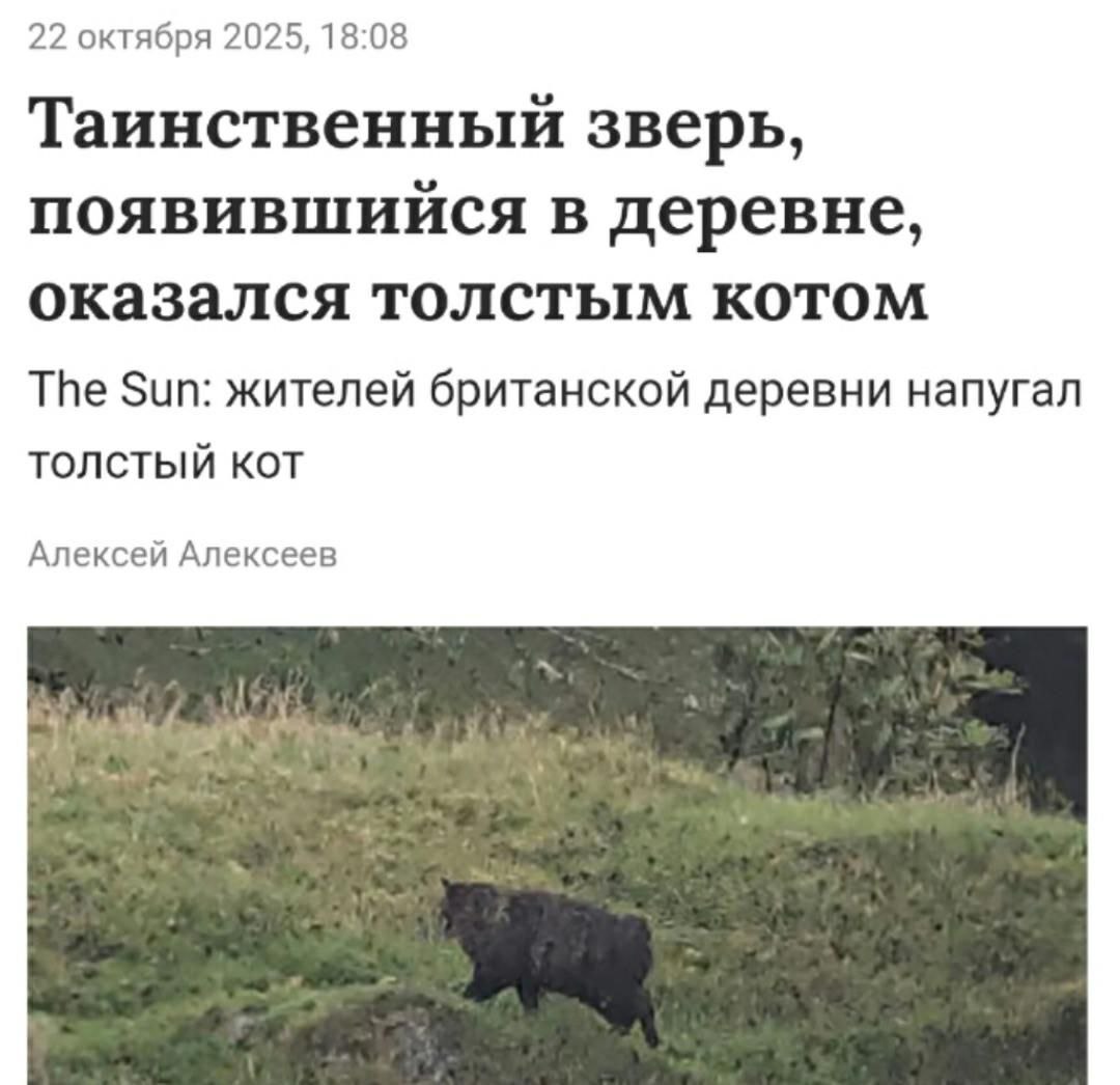 Таинственный зверь оказался толстым котом Жителей британской деревни напугал толстый кот