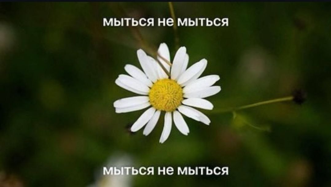 Мыться не мыться Ромашка гадает мыться или не мыться