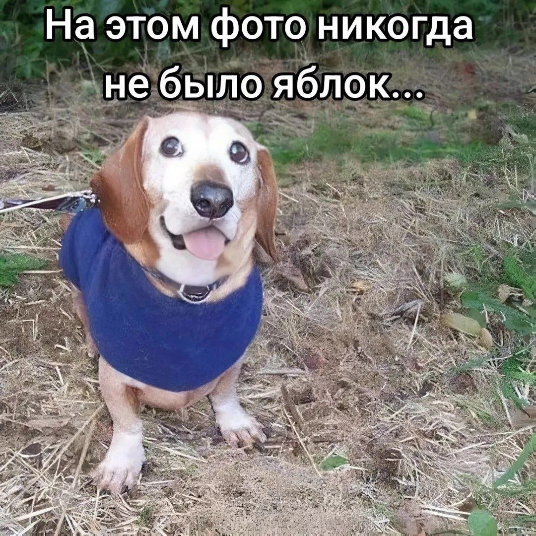 На этом фото никогда не было яблок Веселый песик в синем свитере с надписью "На этом фото никогда не было яблок"
