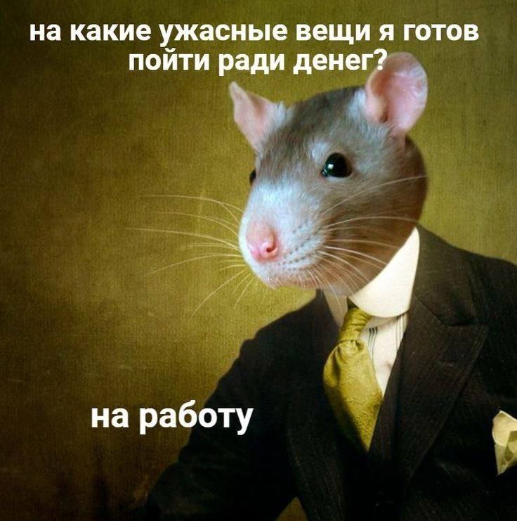 На какие ужасные вещи я готов пойти ради денег Мем с крысой в деловом костюме, которая задается вопросом, на что она готова пойти ради денег, и отвечает: «На работу».