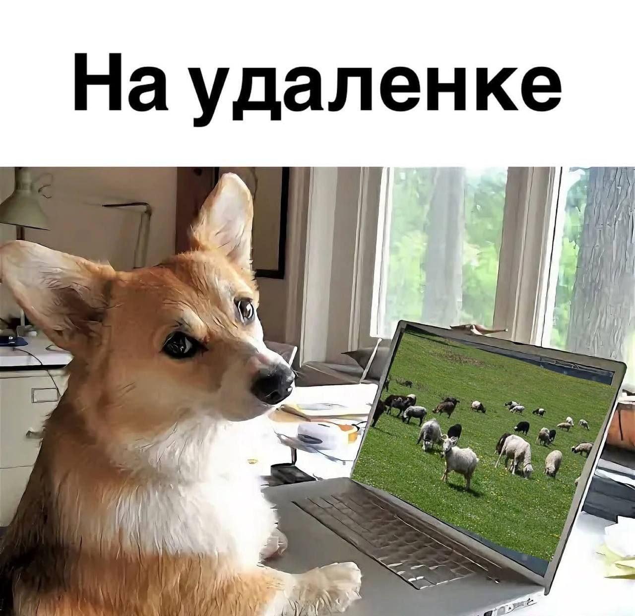 На удаленке Мем "На удаленке" с собакой породы корги, которая сидит перед ноутбуком, а на экране отображается поле с овцами. Мем изображает шутку о пастухах, работающих удаленно.