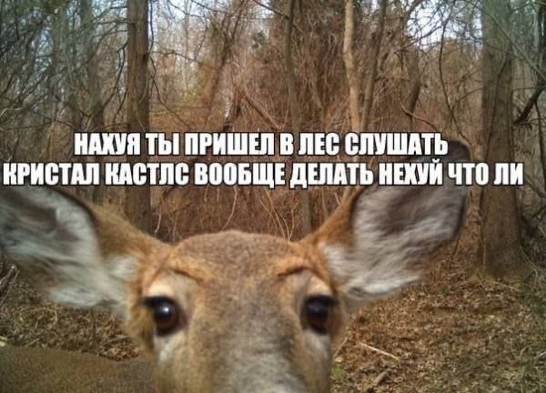 Недовольный олень в лесу спрашивает, зачем человек пришёл сюда слушать Кристал Настья, когда ему явно больше нечем заняться.