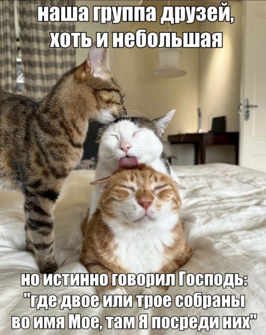 Наша группа друзей, хоть и небольшая Трое котов обнимаются и облизывают друг друга, символизируя небольшую, но крепкую группу друзей.
