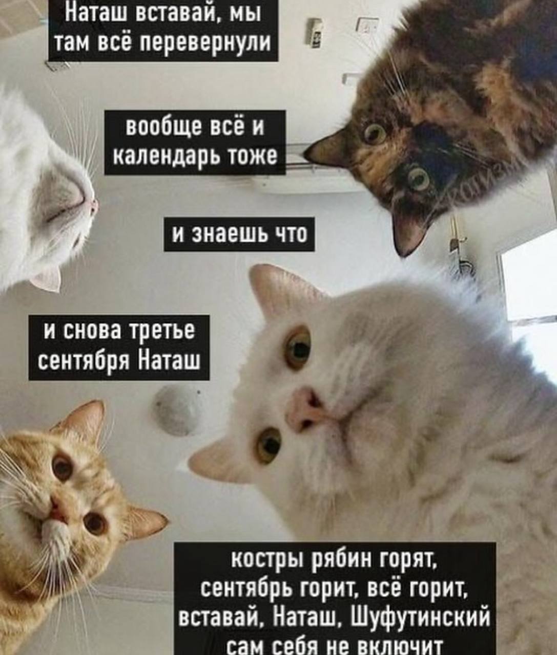 Наташ вставай, мы там всё перевернули Мем про котов и третье сентября