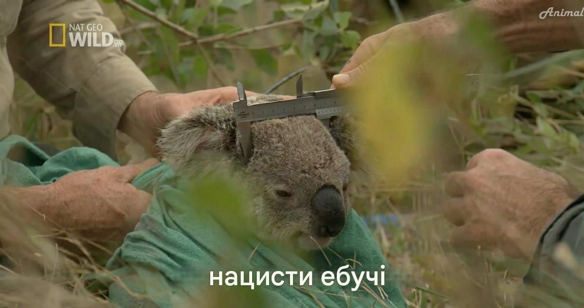Маленькую коалу измеряют штангенциркулем, а внизу кадра добавлена резкая надпись «нацисти ебучі»