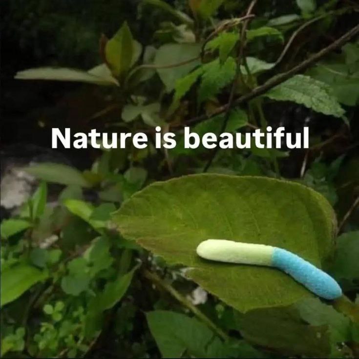 Nature is beautiful тампон на листе Мем с надписью «Nature is beautiful» и тампоном, лежащим на зеленом листе в природе.