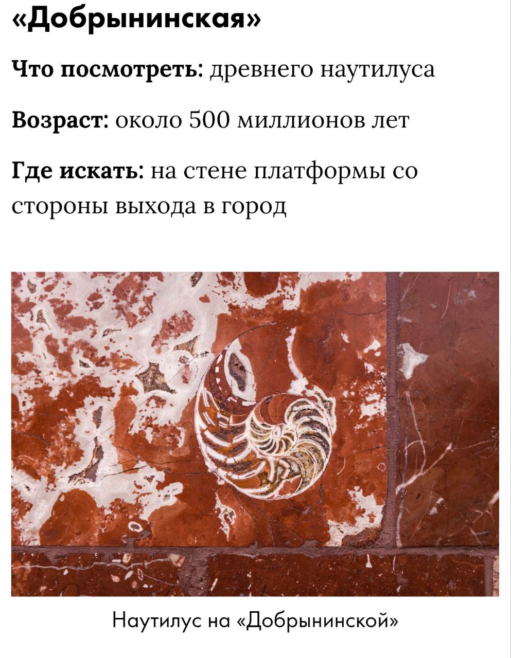 Наутилус на «Добрынинской» Древний наутилус на «Добрынинской»