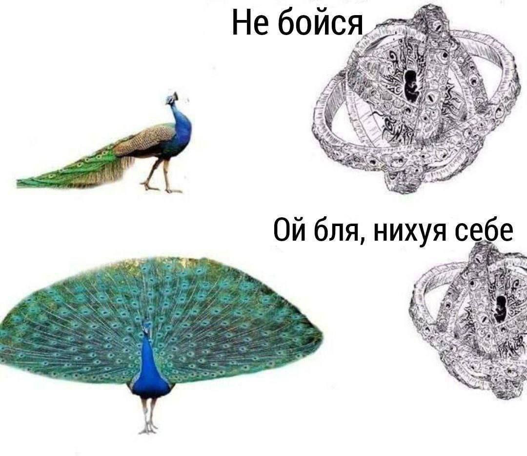 Не бойся, ой бля, нихуя себе Павлин со сложенным и распущенным хвостом и реакция на это