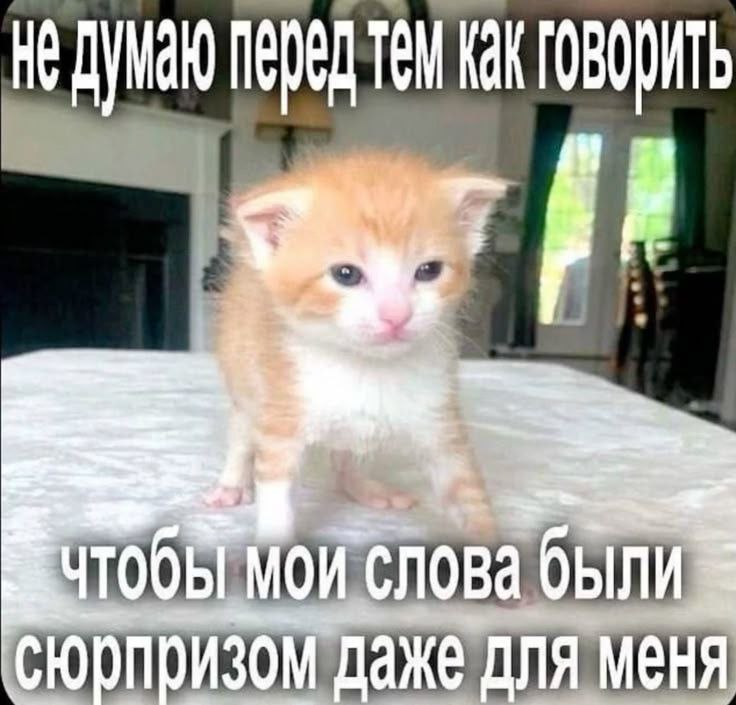 Не думаю перед тем как говорить Рыжий котенок и надпись: "Не думаю перед тем как говорить, чтобы мои слова были сюрпризом даже для меня"