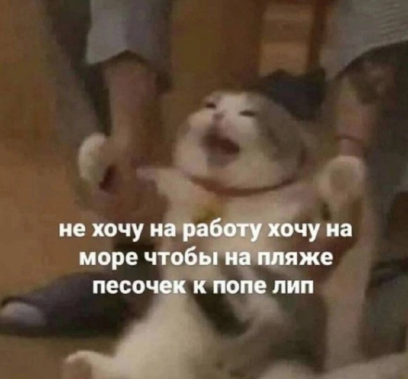 Не хочу на работу Мем с котом, который не хочет на работу, а хочет на море, чтобы песочек к попе лип