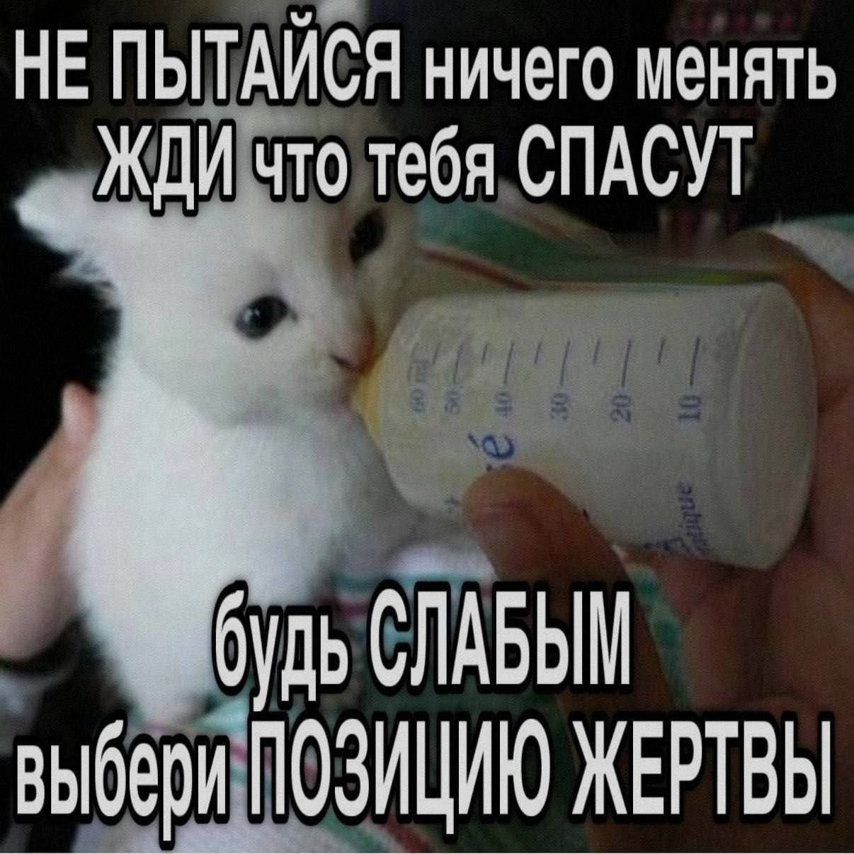 Белый котёнок пьёт молоко из бутылочки, а над ним написан саркастичный совет ничего не менять и ждать спасения.