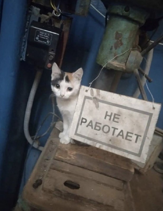 Не работает котенок Котенок с табличкой "Не работает"