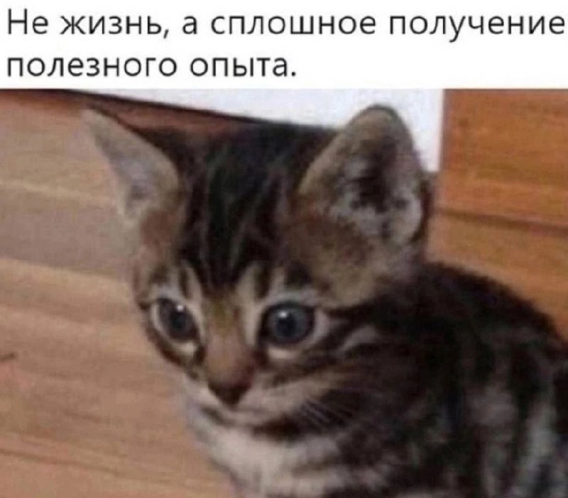 Не жизнь, а сплошной опыт Мем с грустным котенком и надписью: не жизнь, а сплошное получение полезного опыта
