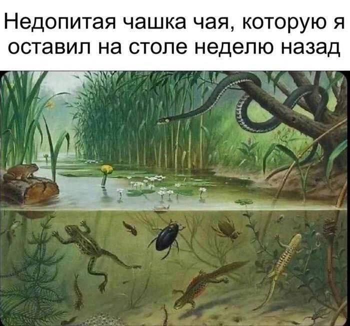 Недопитая чашка чая, которую я оставил на столе неделю назад Мем про недопитую чашку чая, которая стала домом для целой экосистемы