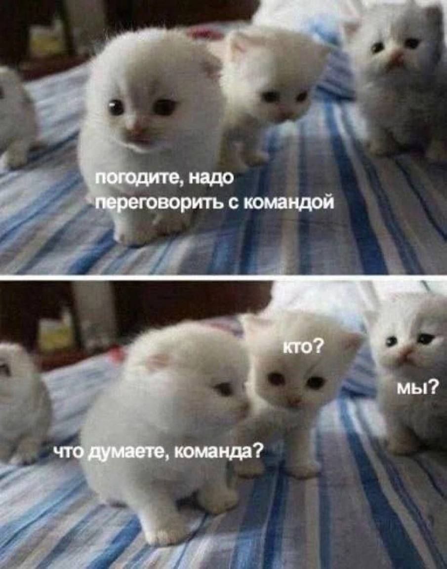 Надо переговорить с командой Маленький котенок говорит, что ему надо переговорить со своей командой, а остальные котята смотрят на него с недоумением