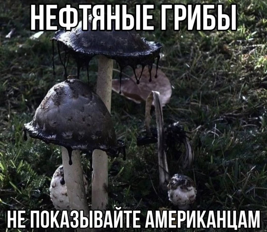 Нефтяные грибы. Не показывайте американцам Нефтяные грибы, которые нельзя показывать американцам