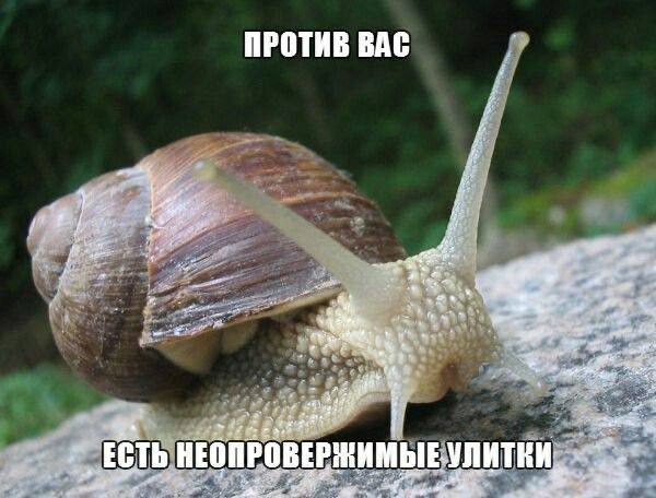 Улитка на камне с надписью «Против вас есть неопровершимые улитки» — шутка про «неопровержимые улики».