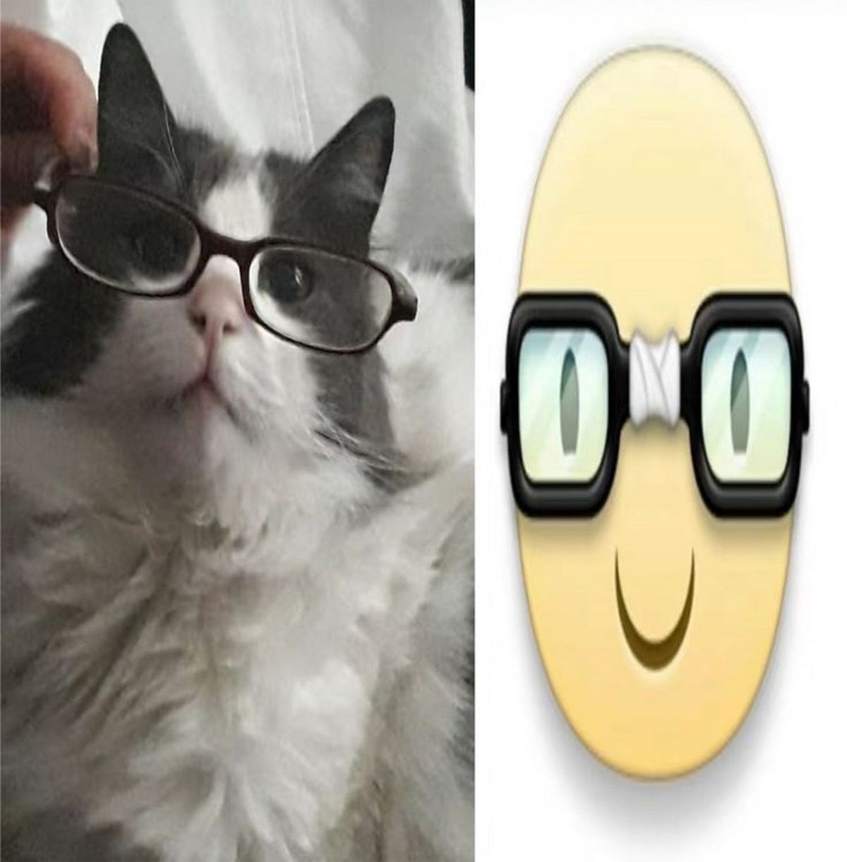Кот-ботаник против эмодзи ботаника Мем, где справа эмодзи ботаника, а слева кот в очках