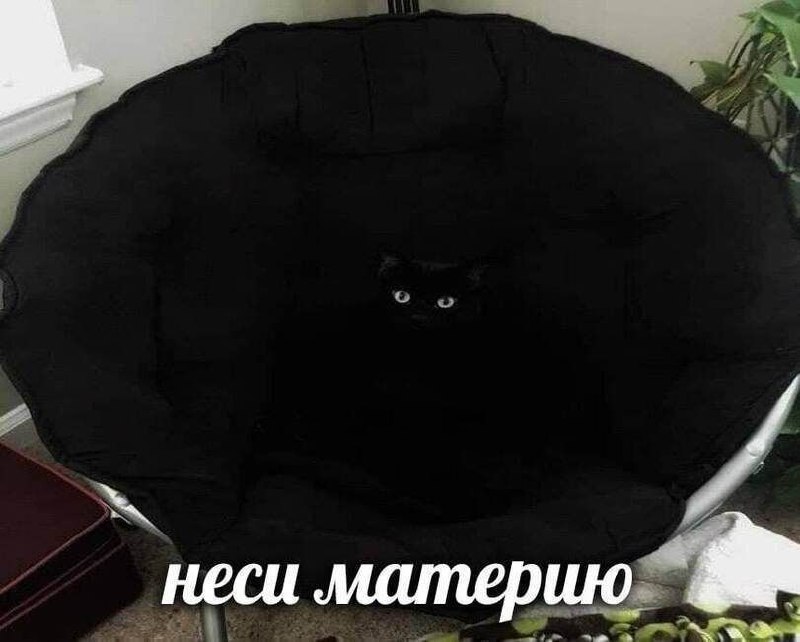 Неси материю Черный кот в черном кресле «Неси материю»