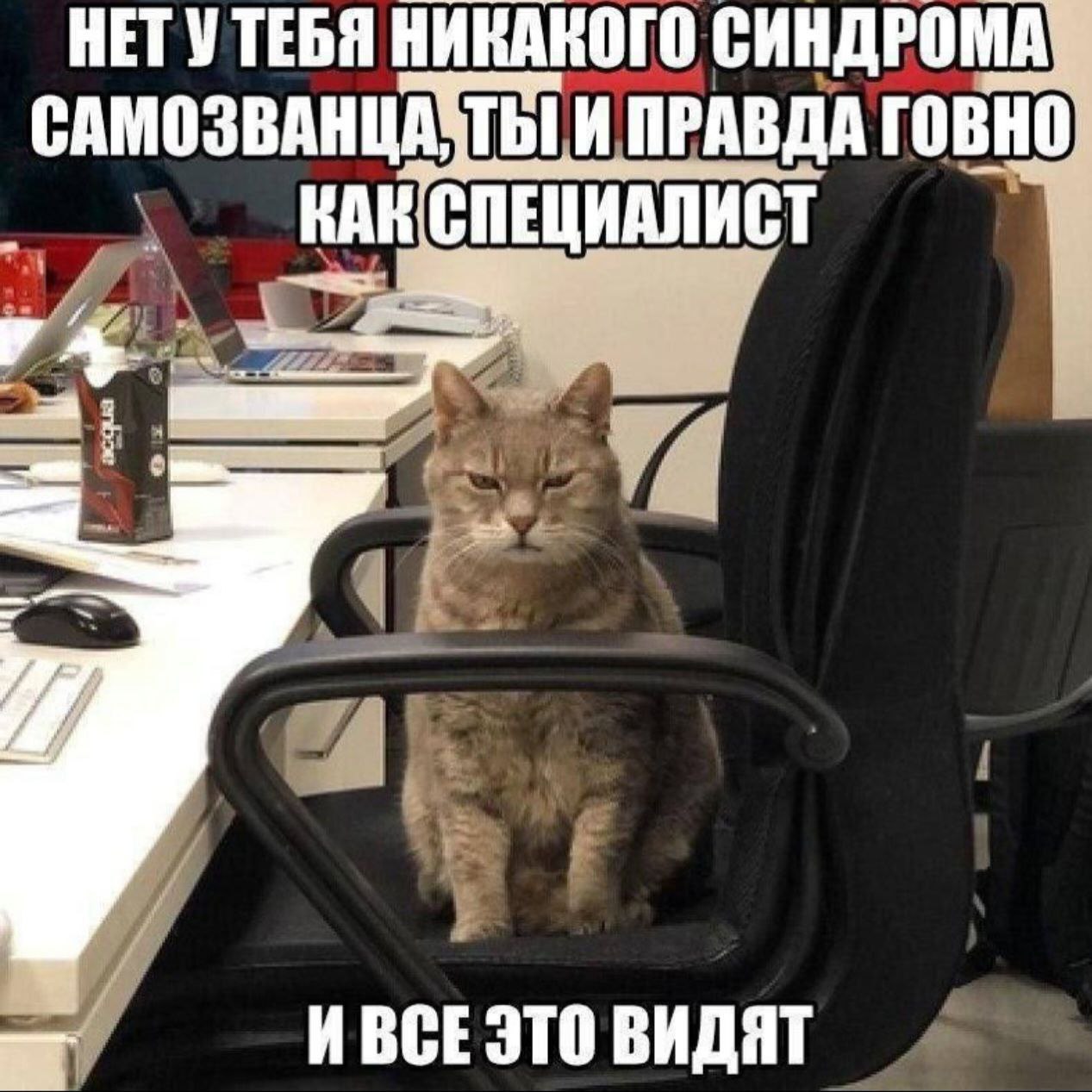 Нет у тебя никакого синдрома самозванца Кот в офисном кресле и текст: «Нет у тебя никакого синдрома самозванца, ты и правда говно как специалист. И все это видят»