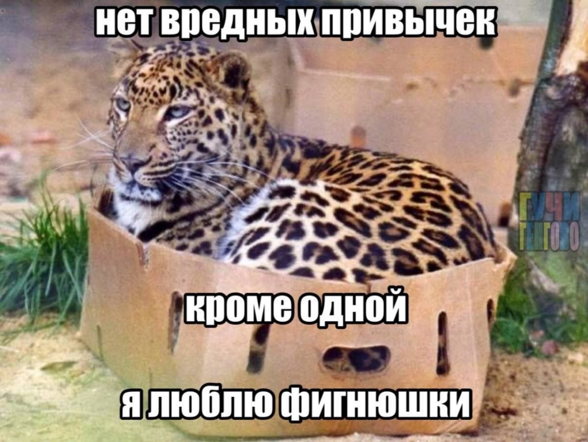 Леопард сидит в картонной коробке: «Нет вредных привычек, кроме одной — я люблю фигнюшки».