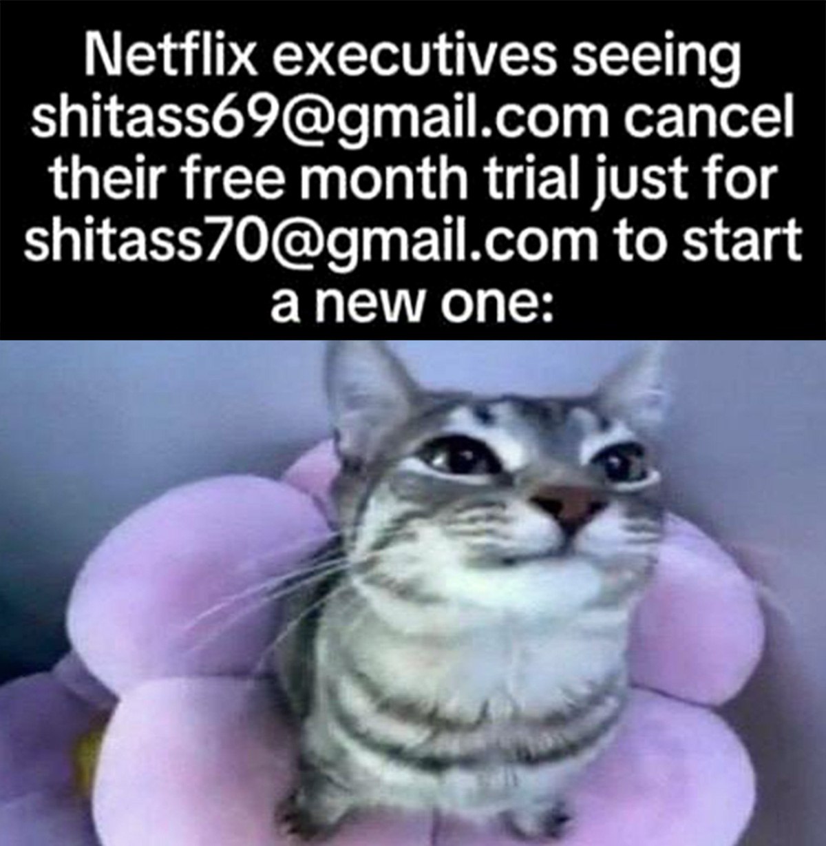 Netflix executives seeing shitass69@gmail.com Хитрый кот, который "обманул" Netflix с бесплатной подпиской