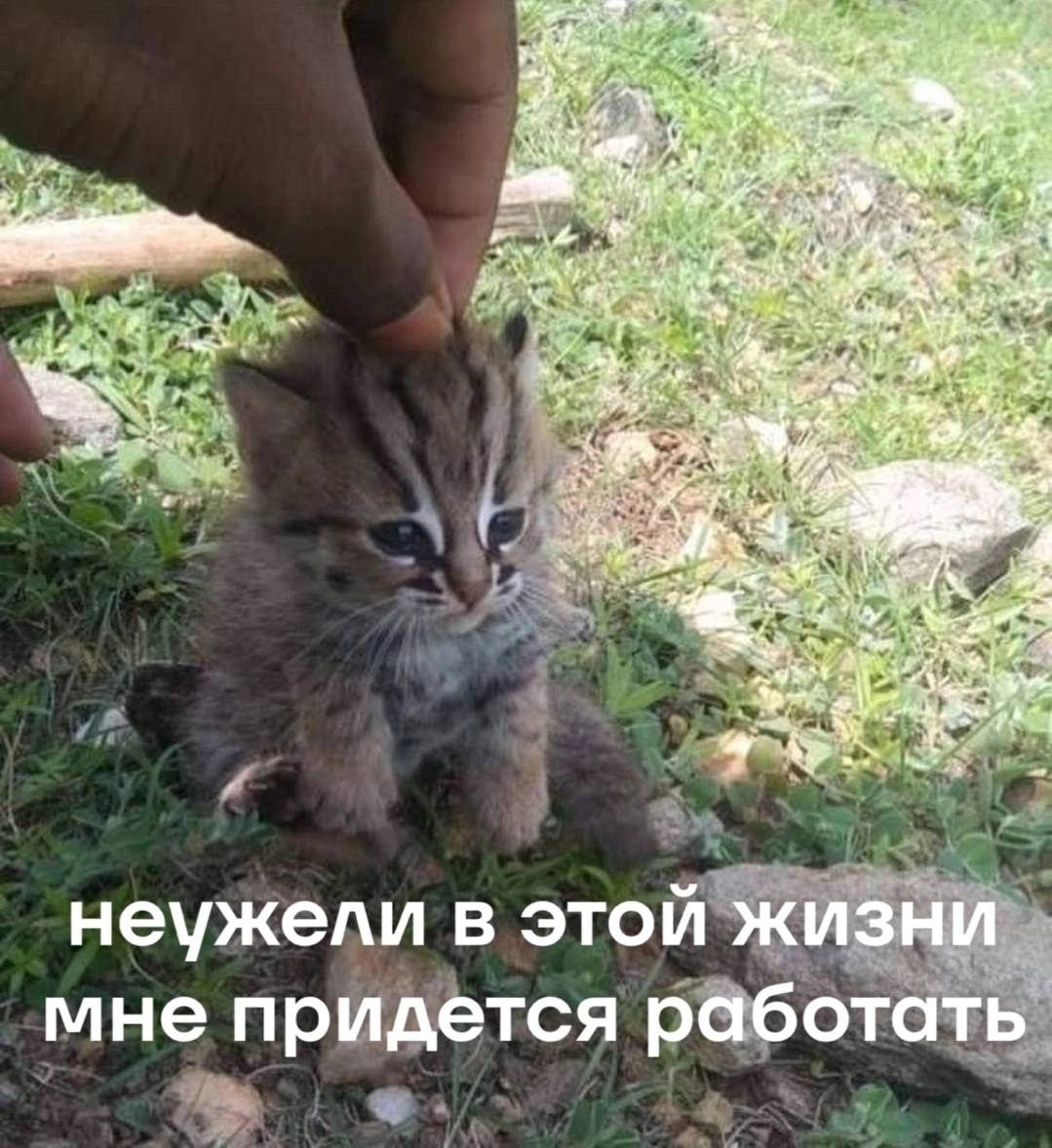 Неужели в этой жизни мне придется работать Маленький грустный котенок с надписью «Неужели в этой жизни мне придется работать».